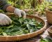 Explore natural soursop leaf powder in Sri Lanka: how it is processed, what the label should show and safe, practical buyer checks.